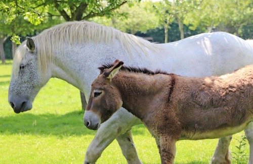 La Ferte-en-Ouche Cottage | Secluded old house, private garden, pets welcome