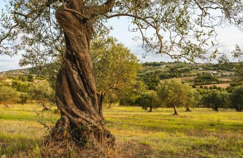 Caiazzo Bed & Breakfast | Sentiero Degli Ulivi Mascia