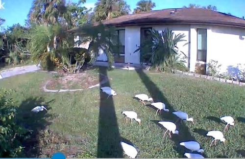 Port Charlotte House | SERENITY NOW. SWFL COZY BUNGALOW, WITH A PRIVATE POOL - PET FRIENDLY