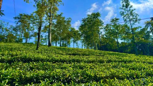 Kuttikkanam Apartment | Silver oaks plantation cottage