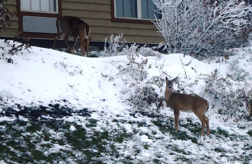 Snowshoe Condo | 'Silvercreek Escape' 2BR Silvercreek, Ski-in/Ski-out!