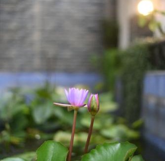 Beliatta Apartment | Sky Edge Homestay & Cabana