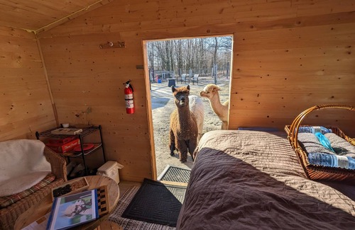Port Hope Bed & Breakfast | Sleep with Alpacas in Port Hope, an hour away from Toronto