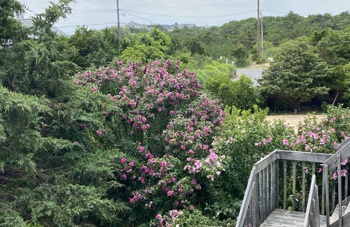 Napeague House | SPACIOUS HOME - WALK TO OCEAN BEACH- SOUTH OF MONTAUK HIGHWAY