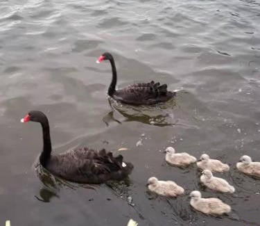 Wurtulla House | Spacious waterfront home with pontoon, pool, BBQ