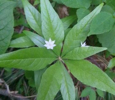 Pine City House | Stargazing Dome on secluded 56 acres - Solidago