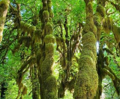 Port Angeles Other | Starlight Olympic Glamping