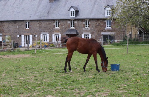 Hambye House | STAY AND DISCOVER A STUD FARM 15 MINUTES FROM MONT-SAINT-MICHEL