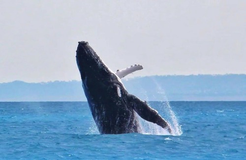 Torquay Apartment | Studio Apartment in Hervey Bay QLD