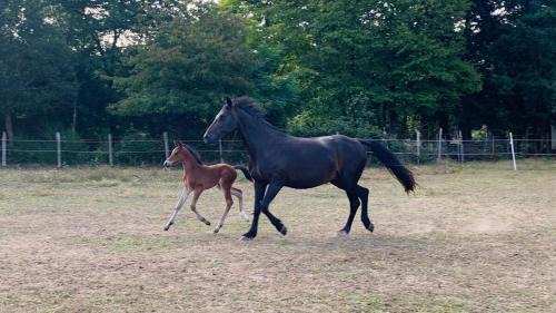Durtal Apartment | Studio au Haras