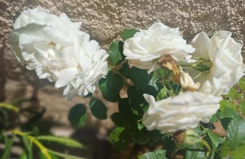 Grand Sud Apartment | Studio cosy, terrasse, logement entier Aix-en-Provence