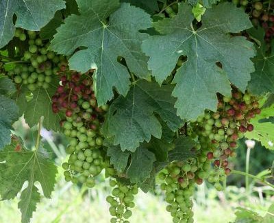 Loubezs-Bernac Bed & Breakfast | Studio Loubes Bernac