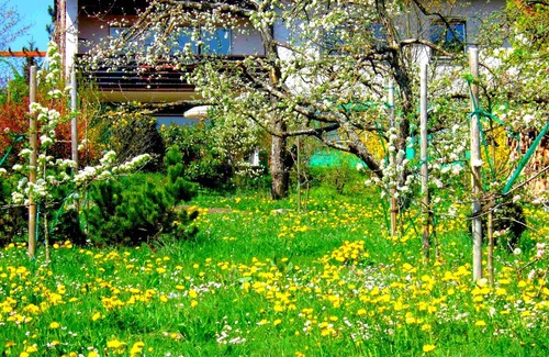 Buhlingen Apartment | Sunny 4-star-holiday apartment outside historical town (2000 years)
