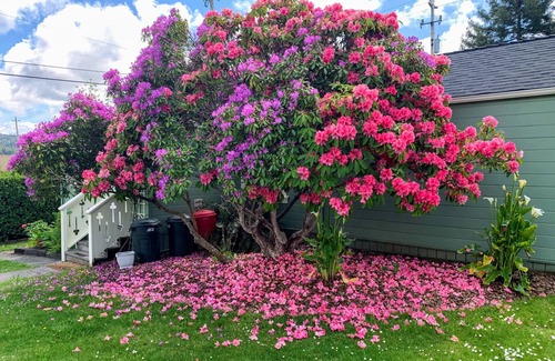 Jacoby Creek House | Sunny Cottage, Close to Town & Family Friendly