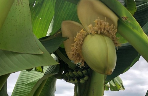 Mauzac-et-Grand-Castang Villa | Superb villa with heated pool