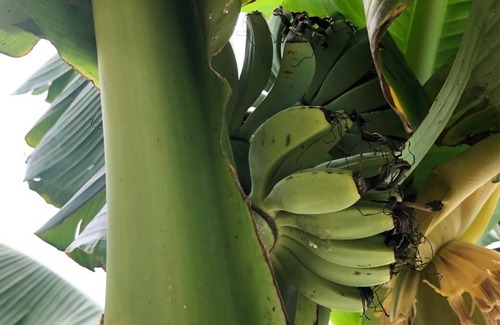 Mauzac-et-Grand-Castang Villa | Superb villa with heated pool