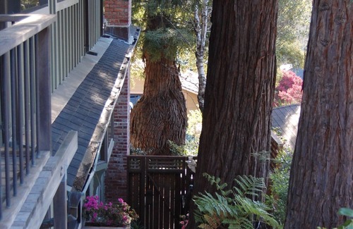 Mill Valley House | Superb location. Spacious, Open And inviting House With Pool/Sauna. Zip to SF