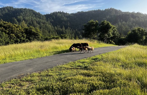 Nicasio House | Sweeping Views, Private Deck, Outdoor Spa #2