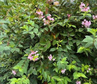 Voorthuizen Ski Chalet | 't Tjilpplekje, 4-persoons chalet met privé hottub