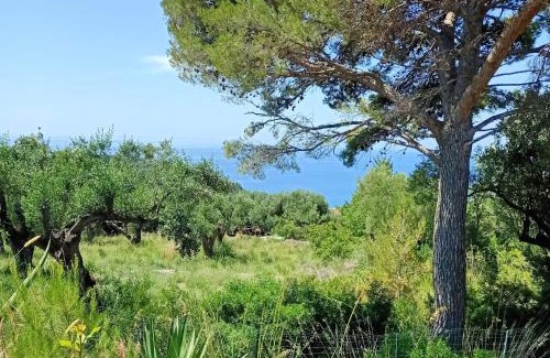 Marina Di Camerota Apartment | Tarohouse Marina di Camerota