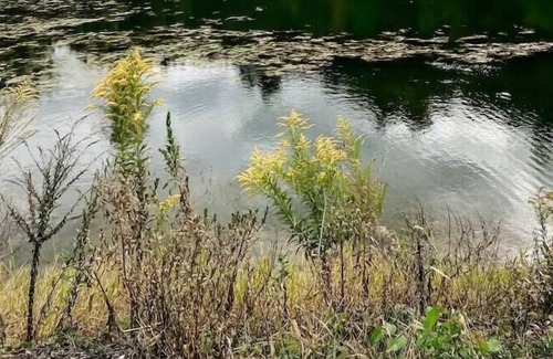 Mattawana RV Rental | Tentrr Signature Site - Piney Pond Retreat at Tuckaway Tree Farm