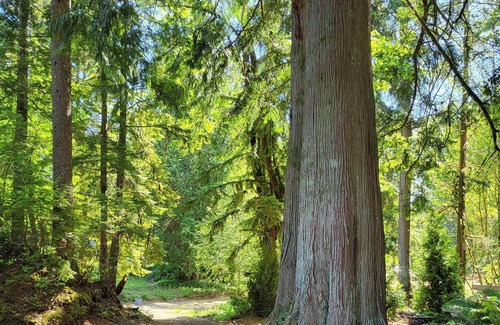 Arlington RV Rental | Tentrr Signature Site - Fern Gully Site 1