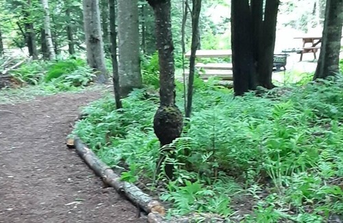 Colebrook RV Rental | Tentrr Signature Site - In the Woods at Notch View