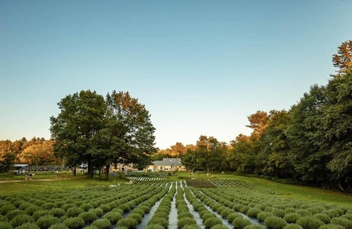 West Buxton RV Rental | Tentrr Signature Site - RIVERSIDE LAVENDER FARM