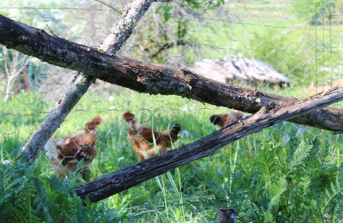 Beyssac House | Ter'lenn