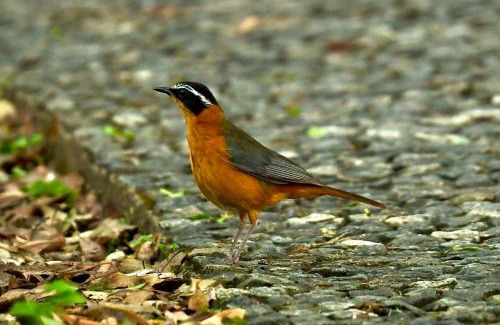 Victoria Falls Apartment | The Art House Victoria Falls