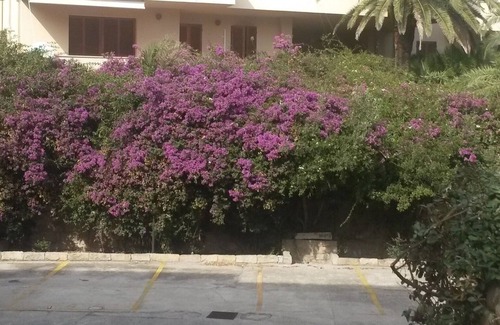 La Maddalena Apartment | "THE BOUGANVILLE" Apartment near downtown and marina