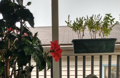 Clifton House | The Carlson's Rooms for rent