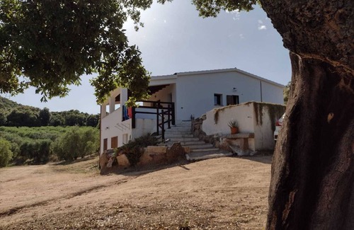 Monti House | The house of olive trees