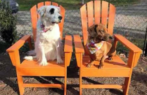 Mars Hill House | The Lemon Drop. 💛A Pup’s Dream Vacay!