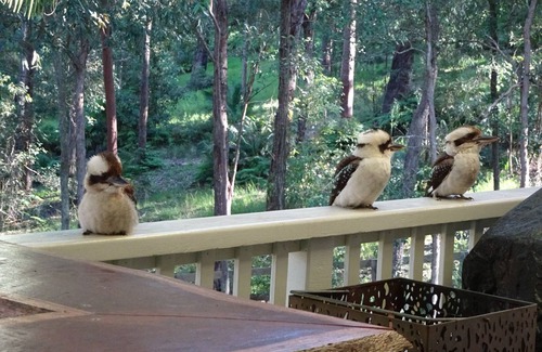Macmasters Beach House | The Mac Shak - Bushland Retreat (Pet Friendly)