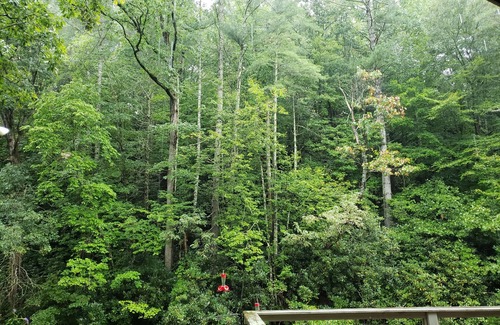 Highlands Cabin | The MillStone Cabins *Highlands n2 Cabins on Fly Fishing River