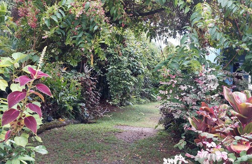 Hilo Cottage | The Ohana Cottage, your perfect Hilo Getaway!