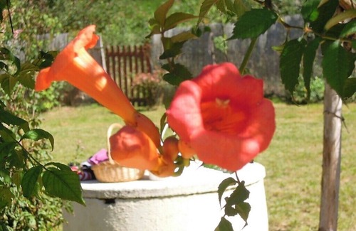 Frayssinet-le-Gelat House | The rooster crowing in Bouriane