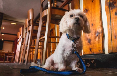 Plaitford Hotel | The Shoe Inn