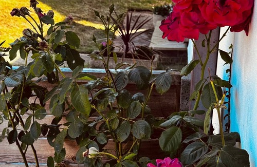 Repps with Bastwick House | Thurnefield Holiday Cottages - Moorhen Cottage