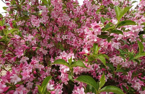 Guisseny House | Ti Mammig Reina seaside gite Finistère