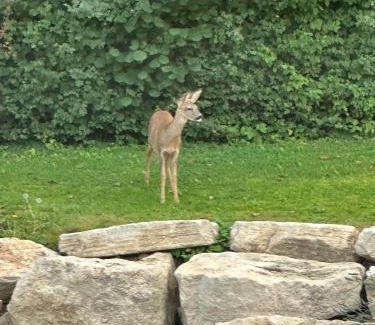 Vesoul Agglomeration Cabin | Tiny House Mon Cabanon grand jardin terrasse climatisation
