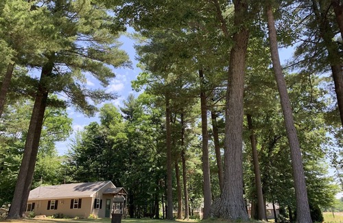 Wautoma Cottage | TOWERING PINES! Charming 2 bedroom cottage near lakes in WAUTOMA