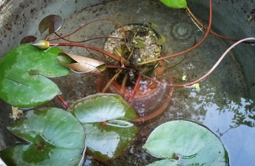 Deruta House | Tra grilli e cicale