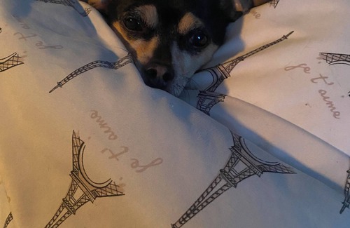 Southeast Edmonton Bed & Breakfast | Trails and tranquillity, two small dogs in the home