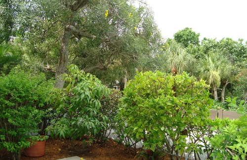 Longboat Key Condo | Tranquil Getaway In A Tropical Paradise