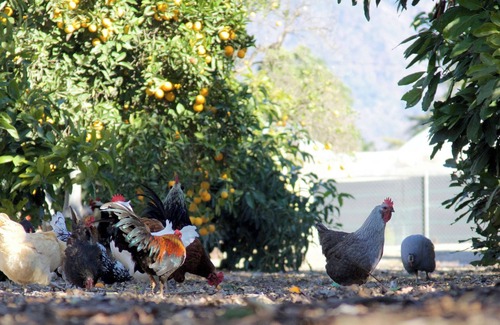 Fillmore Cottage | Treehouse and farm stay in Fillmore