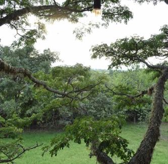 El Cerrito House | Treehouse