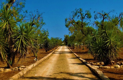 Latiano Villa | TRULLO COURSE ITALY 3