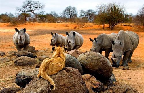 Hoedspruit Cabin | Tshukudu Bush Camp